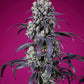 Tropicanna Cherry XL Auto