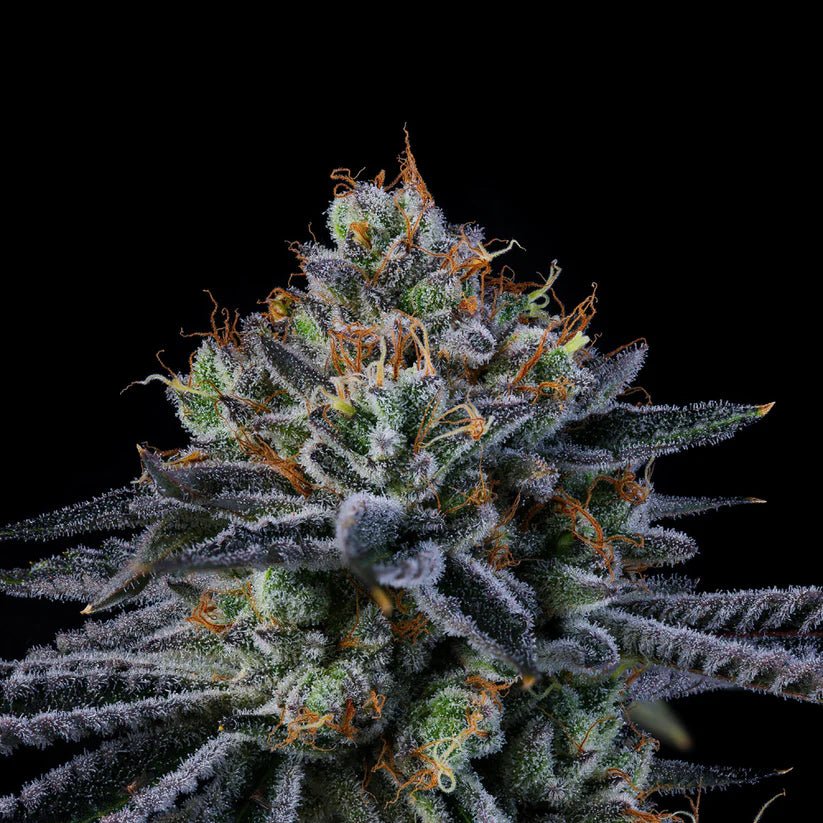 Wizard Trees-Windu