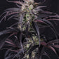 Strawberry Gorilla Auto RF3 - Cannaseuse - Curated Genetics - 42 Fast Buds