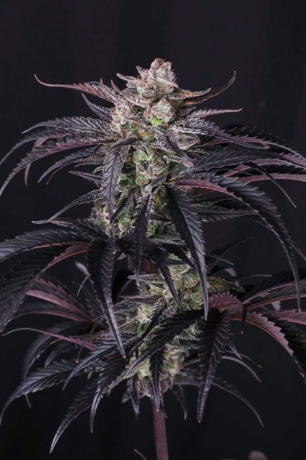 Strawberry Gorilla Auto RF3 - Cannaseuse - Curated Genetics - 42 Fast Buds