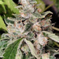 ace SEEDS-African Gas