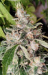 ace SEEDS-African Gas