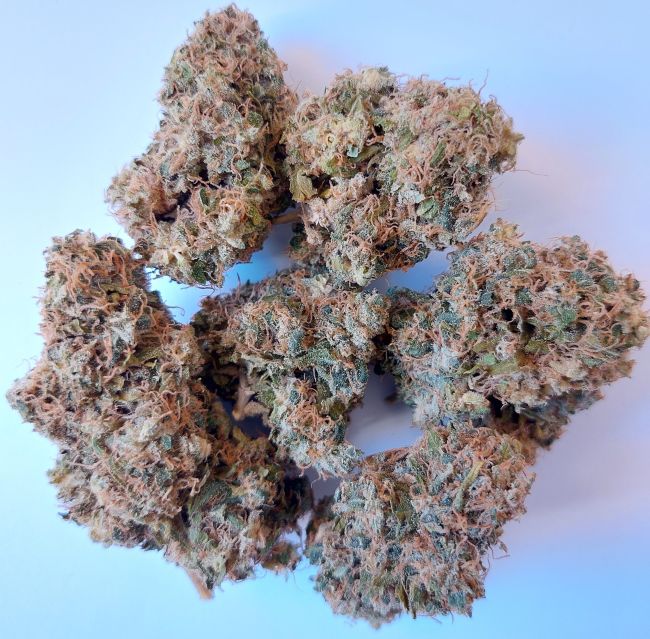 ace SEEDS-African Gas