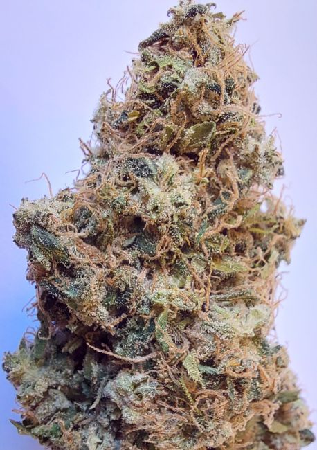 ace SEEDS-African Gas