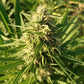 ace SEEDS-Creeper Gouge