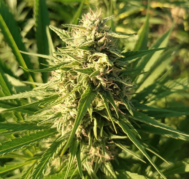ace SEEDS-Creeper Gouge