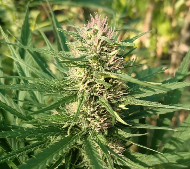 ace SEEDS-Creeper Gouge