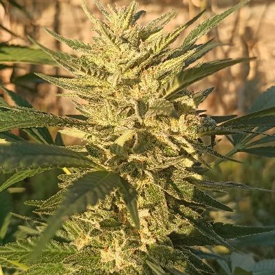 ace SEEDS-Creeper Gouge