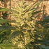 ace SEEDS-Creeper Gouge
