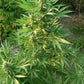 ace SEEDS-Creeper Gouge