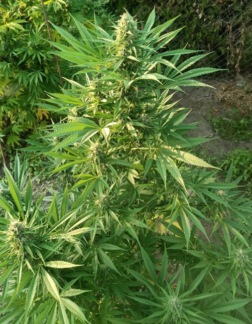 ace SEEDS-Creeper Gouge