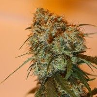 ace SEEDS-Golden Tiger