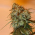 ace SEEDS-Golden Tiger