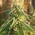 ace SEEDS-Himalaya Snow