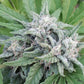 ace SEEDS-Himalaya Snow