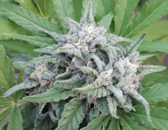ace SEEDS-Himalaya Snow