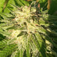 ace SEEDS-Himalaya Snow