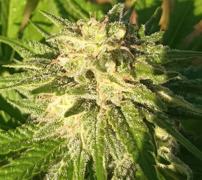 ace SEEDS-Himalaya Snow