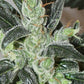 ace SEEDS-Kalidonia