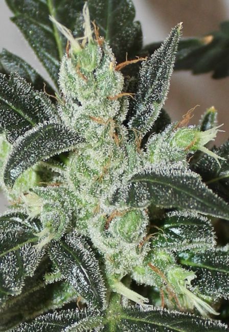 ace SEEDS-Kalidonia
