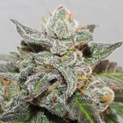 ace SEEDS-Kalidonia