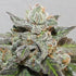 ace SEEDS-Kalidonia