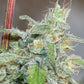 ace SEEDS-Kalidonia
