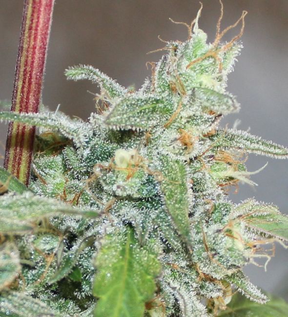 ace SEEDS-Kalidonia