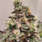 ace SEEDS-Kashmir