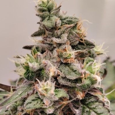 ace SEEDS-Kashmir