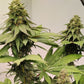 ace SEEDS-Kashmir