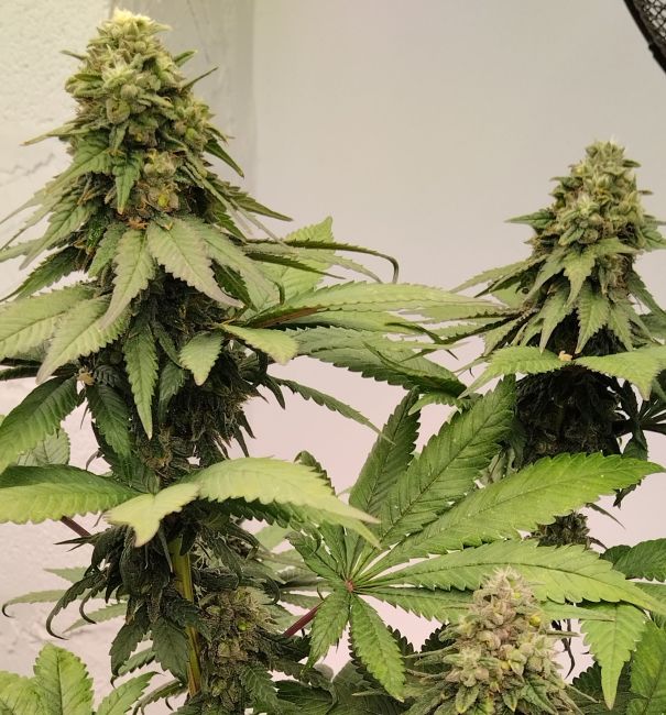 ace SEEDS-Kashmir