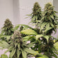 ace SEEDS-Kashmir