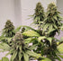 ace SEEDS-Kashmir