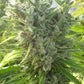 ace SEEDS-Killer A5 Haze