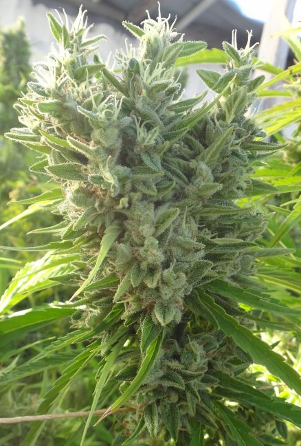 ace SEEDS-Killer A5 Haze