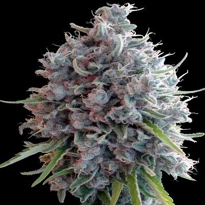 ace SEEDS-Killer A5 Haze