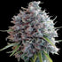 ace SEEDS-Killer A5 Haze