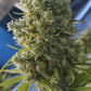 ace SEEDS-Killer A5 Haze