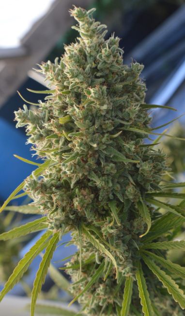 ace SEEDS-Killer A5 Haze