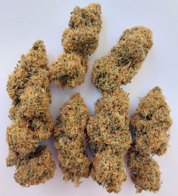 ace SEEDS-Magic Carrot