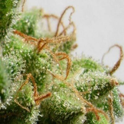 ace SEEDS-Malawi