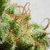ace SEEDS-Malawi