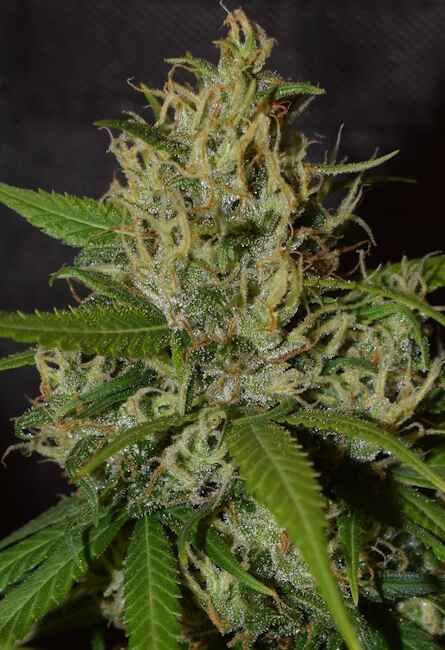 ace SEEDS-Oaxaca A5 Haze