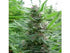 ace SEEDS-Panama