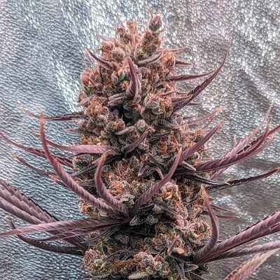 ace SEEDS-Panama Haze