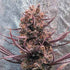 ace SEEDS-Panama Haze