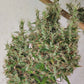 ace SEEDS-Papua New Guinea