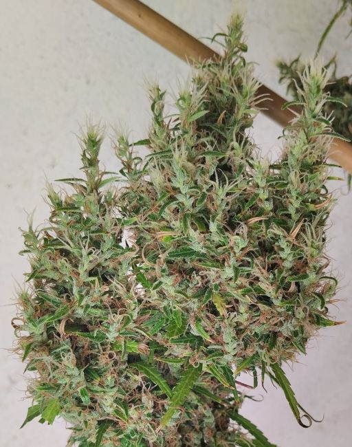 ace SEEDS-Papua New Guinea