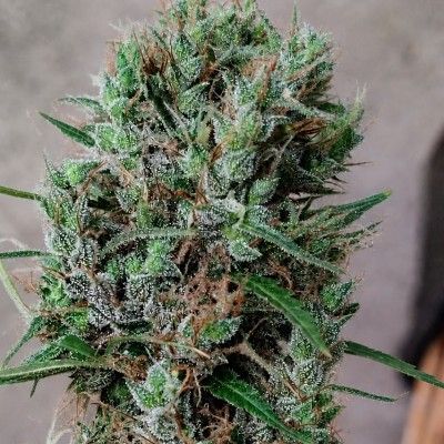 ace SEEDS-Papua New Guinea